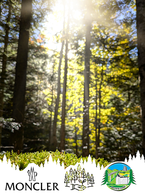 Projet de reforestation